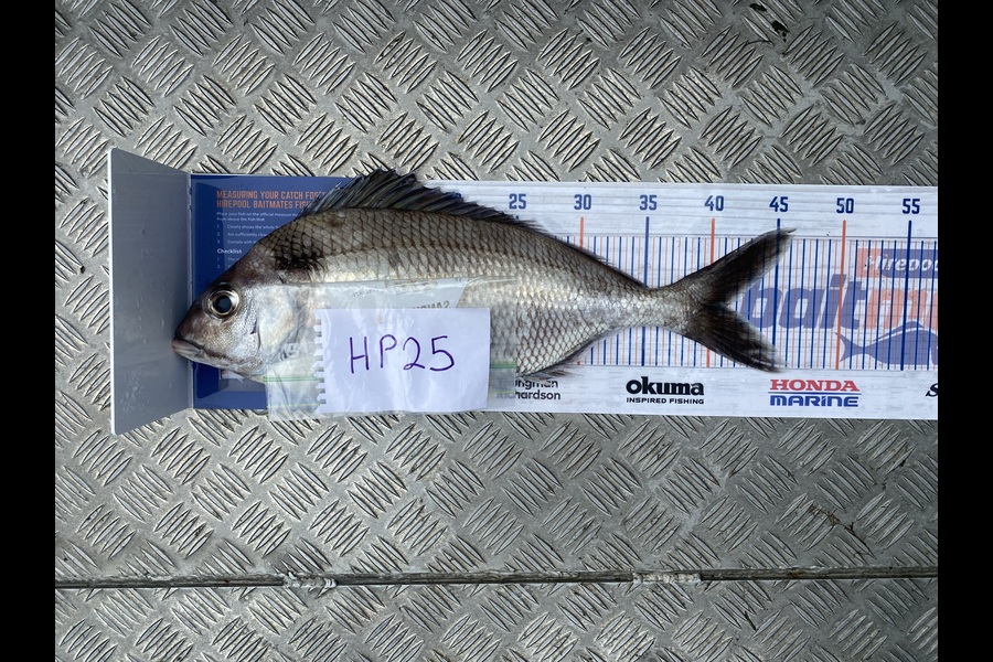 Scott Marriott caught this 41.0cm Tarakihi at Wellington during The Hirepool Baitmates Fishing Comp