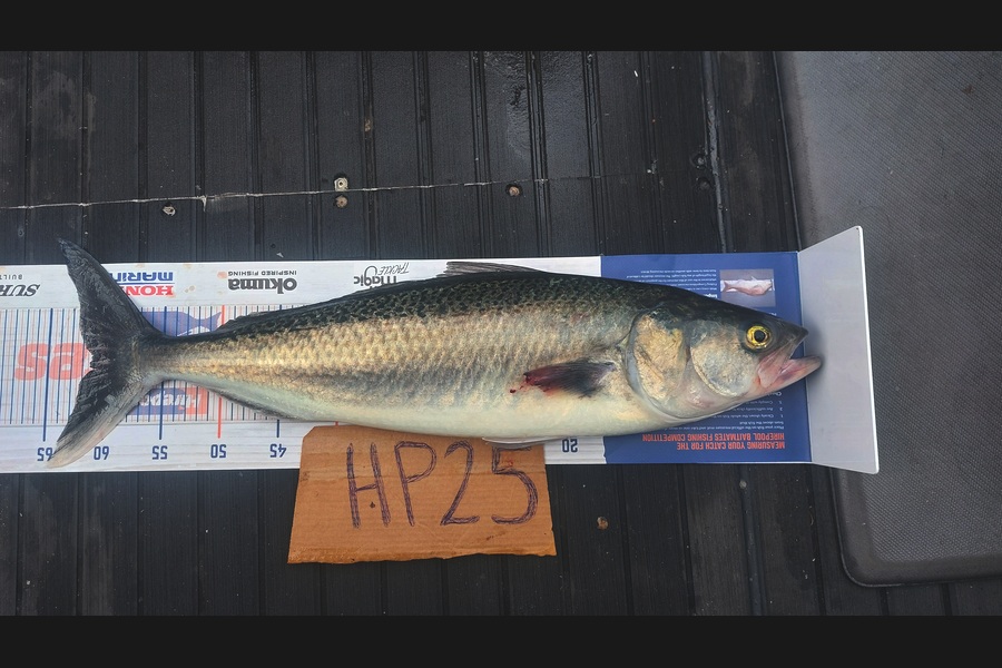 Rachel Lowe caught this 61.0cm Kahawai at Auckland during The Hirepool Baitmates Fishing Comp
