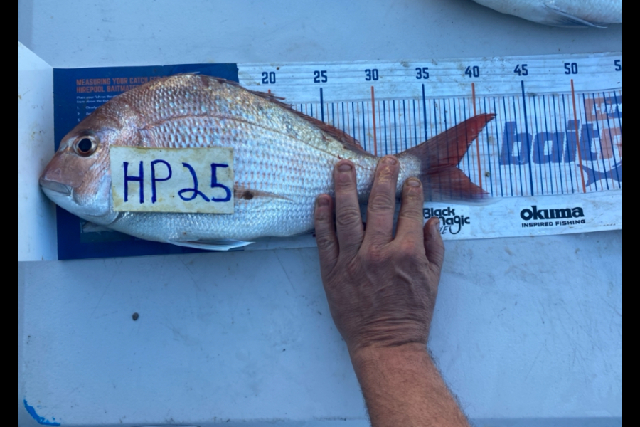Andrew Russell caught this 37.5cm Snapper at Manawatu during The Hirepool Baitmates Fishing Comp