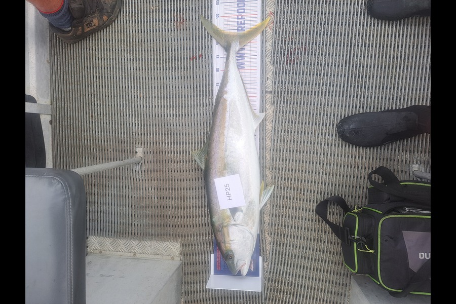 Dylan Ray caught this 93.5cm Kingfish at Nelson/Marlborough during The Hirepool Baitmates Fishing Comp