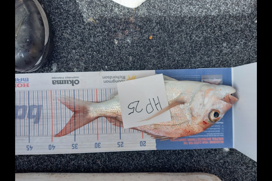 Sandra Dicker caught this 35.0cm Snapper at Auckland during The Hirepool Baitmates Fishing Comp