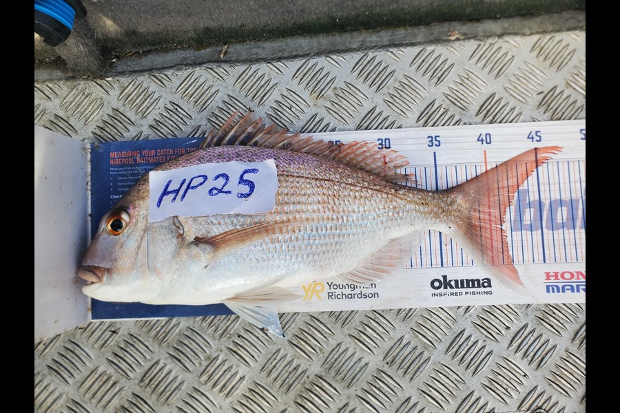Johan Esterhuyse caught this 41.0cm Snapper at Auckland during The Hirepool Baitmates Fishing Comp