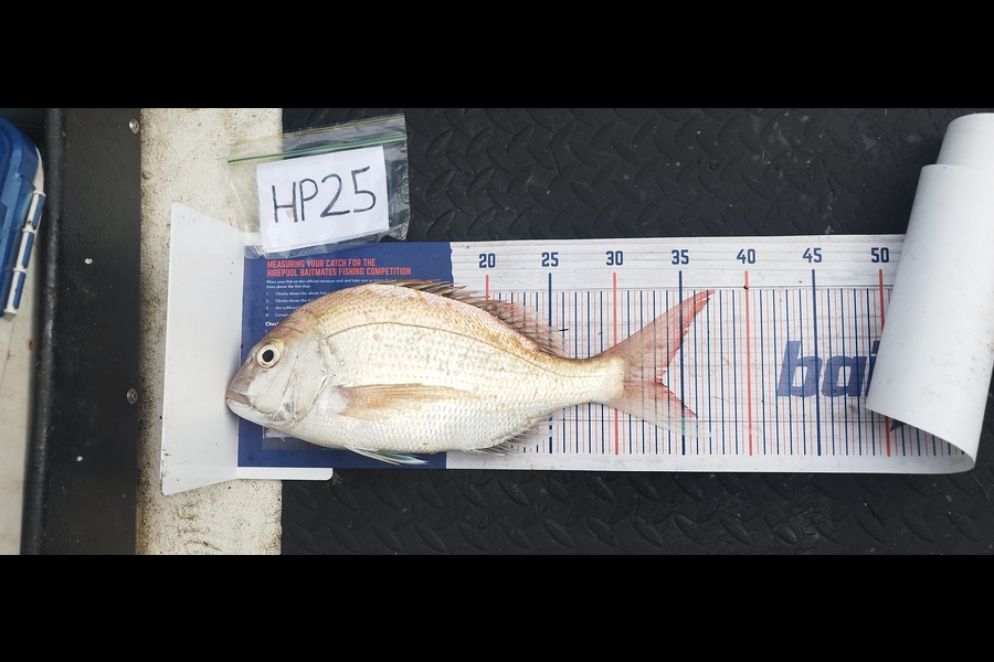 Nemo Tehiko caught this 33.5cm Snapper at Hawkes Bay during The Hirepool Baitmates Fishing Comp