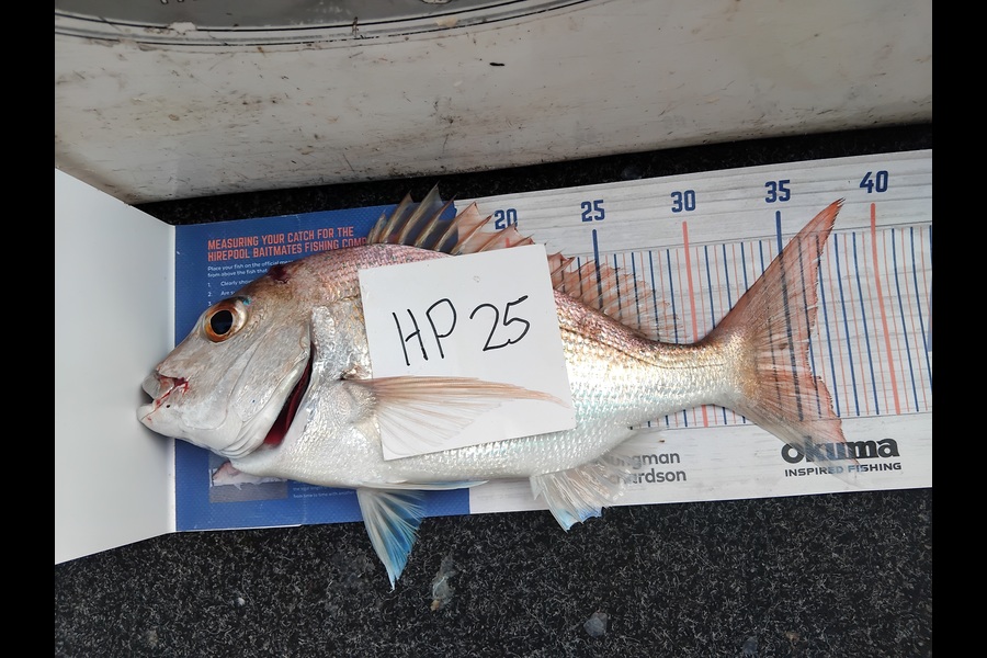 Alex Devine caught this 35.0cm Snapper at Auckland during The Hirepool Baitmates Fishing Comp