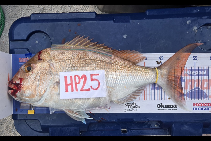 Tracey Beer caught this 50.5cm Snapper at Coromandel during The Hirepool Baitmates Fishing Comp
