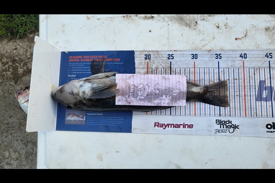 Sid Wilson caught this 36.5cm Blue Cod at Taranaki during The Hirepool Baitmates Fishing Comp