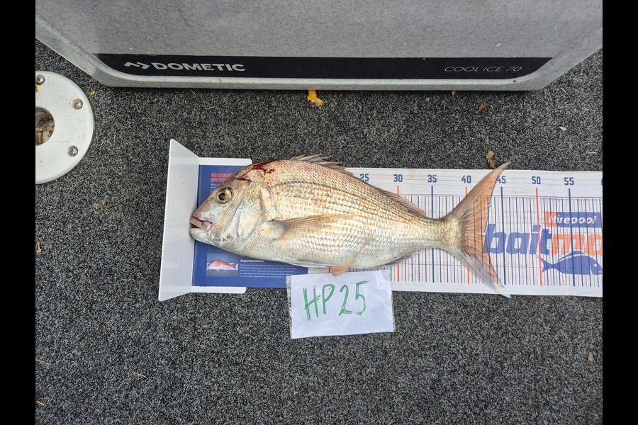 Steve Sowman caught this 42.5cm Snapper at Nelson/Marlborough during The Hirepool Baitmates Fishing Comp