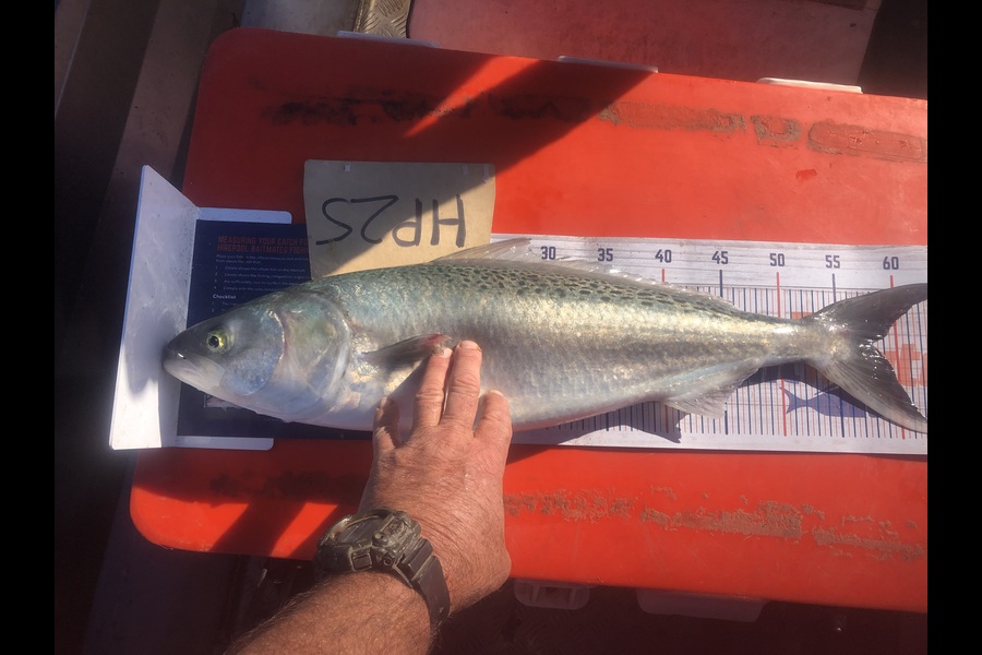 Dave Dennison caught this 58.0cm Kahawai at Manawatu during The Hirepool Baitmates Fishing Comp