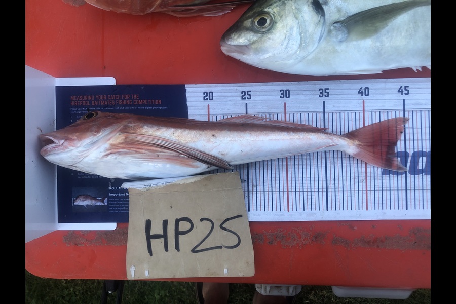 Dave Dennison caught this 43.5cm Gurnard at Manawatu during The Hirepool Baitmates Fishing Comp