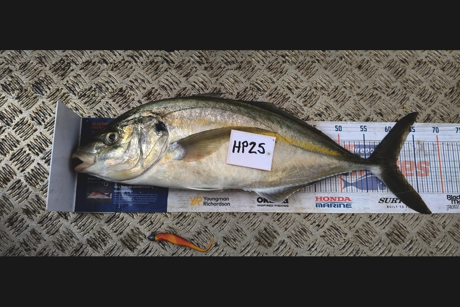 Justin Dodds caught this 61.0cm Trevally at Northland during The Hirepool Baitmates Fishing Comp