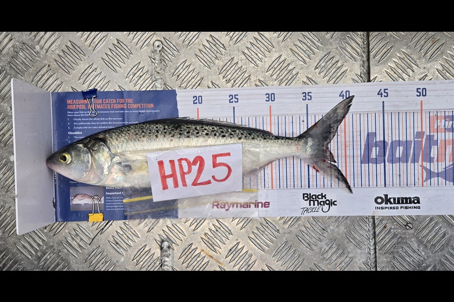 Tracey Beer caught this 37.5cm Kahawai at Coromandel during The Hirepool Baitmates Fishing Comp