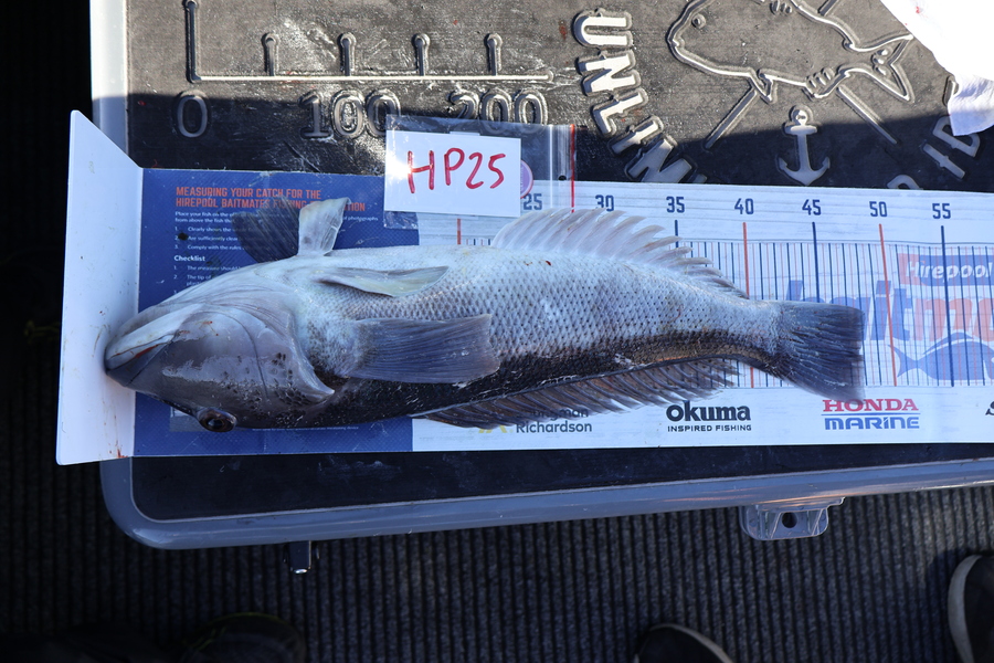 Mark Cotton caught this 47.5cm Blue Cod at Nelson/Marlborough during The Hirepool Baitmates Fishing Comp