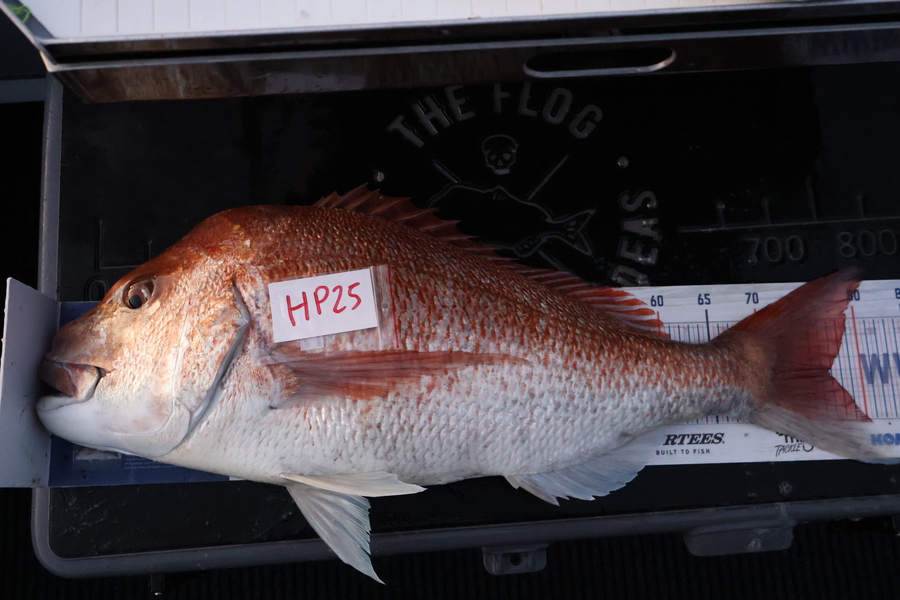 Mark Cotton caught this 76.5cm Snapper at Nelson/Marlborough during The Hirepool Baitmates Fishing Comp
