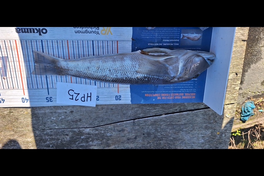 Sam Connor caught this 37.0cm Blue Cod at Otago during The Hirepool Baitmates Fishing Comp