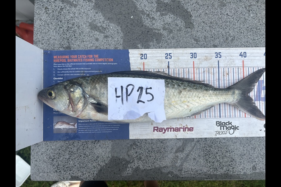Spencer Warmington caught this 40.5cm Kahawai at Northland during The Hirepool Baitmates Fishing Comp