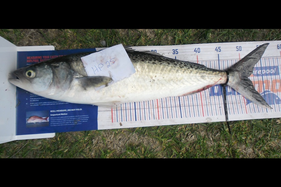Judith Grootjans caught this 51.5cm Kahawai at Manawatu during The Hirepool Baitmates Fishing Comp
