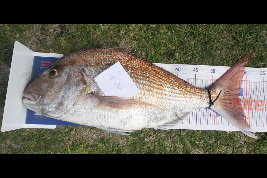 Judith Grootjans caught this 57.5cm Snapper at Manawatu during The Hirepool Baitmates Fishing Comp