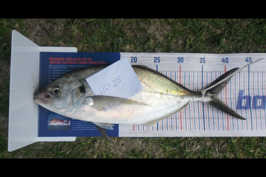 Judith Grootjans caught this 38.0cm Trevally at Manawatu during The Hirepool Baitmates Fishing Comp