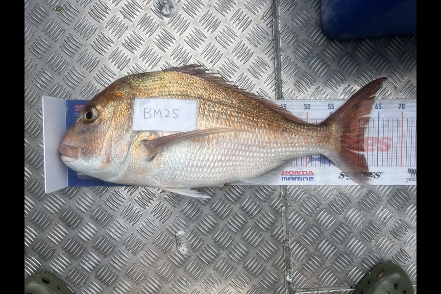 Steven Young caught this 62.0cm Snapper at Manawatu during The Hirepool Baitmates Fishing Comp