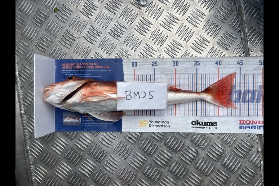 Steven Young caught this 43.0cm Gurnard at Manawatu during The Hirepool Baitmates Fishing Comp