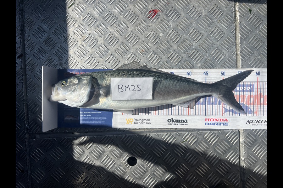 Steven Young caught this 52.5cm Kahawai at Manawatu during The Hirepool Baitmates Fishing Comp