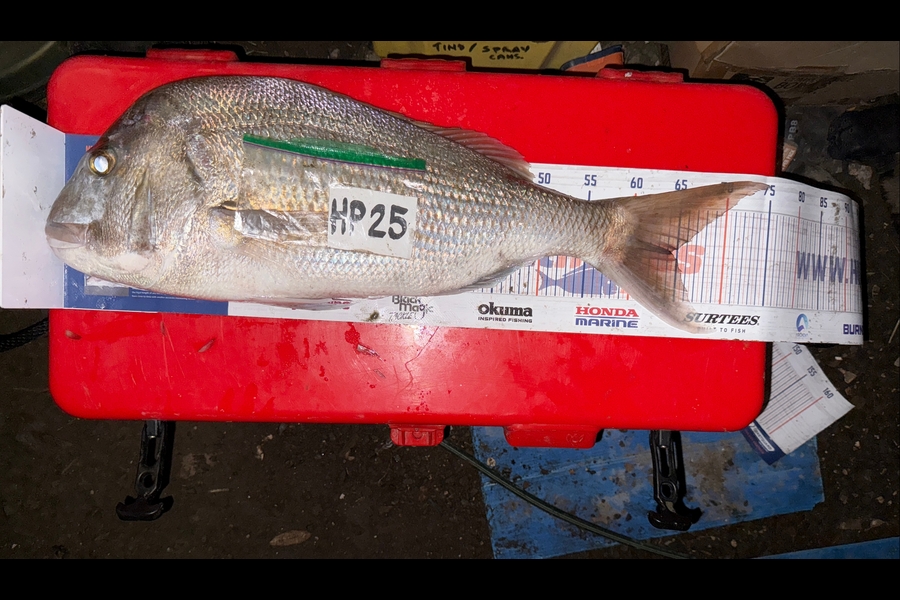 Tyra Morphett caught this 64cm Snapper at Northland during The Hirepool Baitmates Fishing Comp