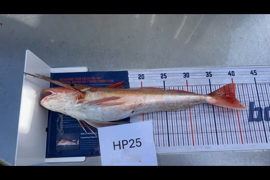 Hayden Trewavas caught this 40.0cm Gurnard at Nelson/Marlborough during The Hirepool Baitmates Fishing Comp