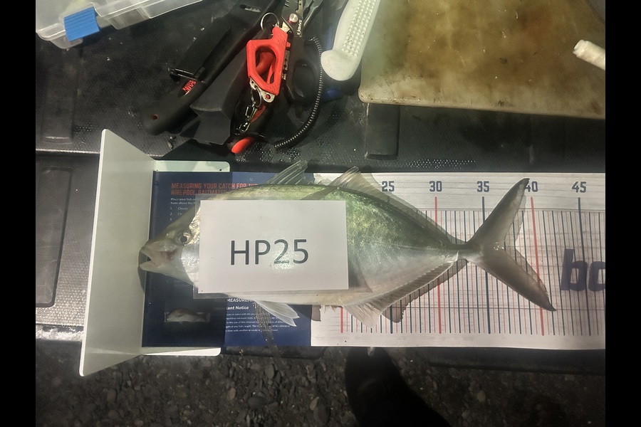 Adam Harrison caught this 36.5cm Trevally at Wellington during The Hirepool Baitmates Fishing Comp