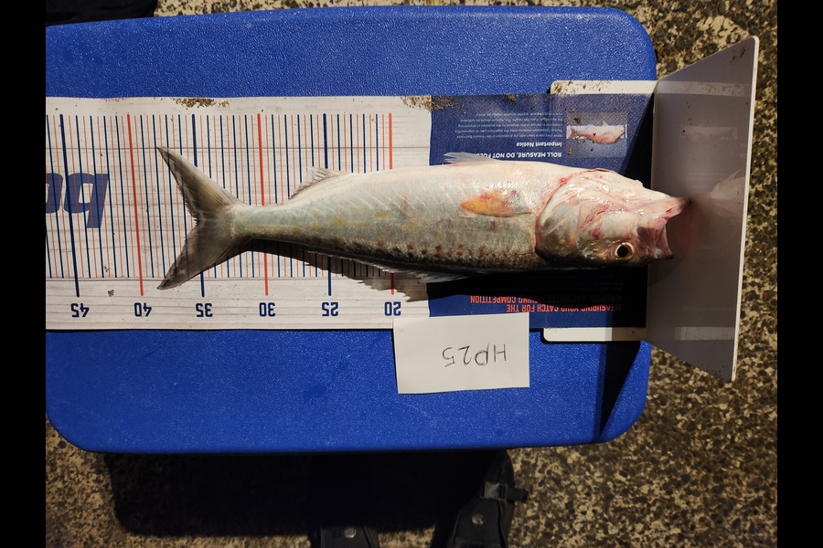 Gabriel Antipas caught this 35.0cm Kahawai at Bay of Plenty during The Hirepool Baitmates Fishing Comp