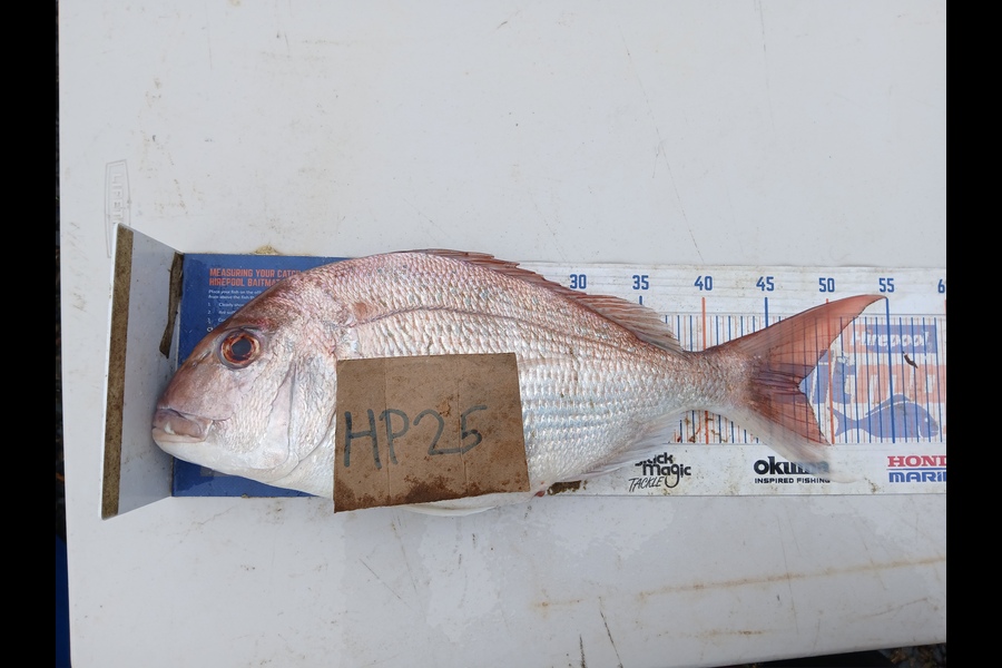 Bryce Taylor caught this 47.0cm Snapper at Northland during The Hirepool Baitmates Fishing Comp