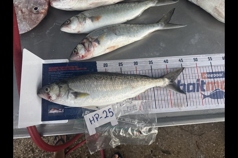 Craig Sisson caught this 41.5cm Kahawai at Coromandel during The Hirepool Baitmates Fishing Comp