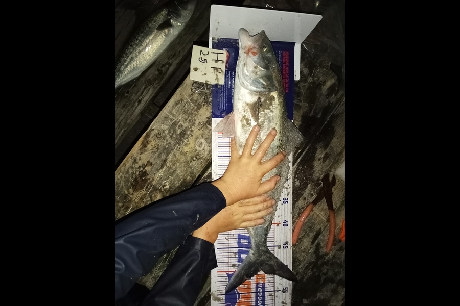 Phill Saunders caught this 50.0cm Kahawai at Coromandel during The Hirepool Baitmates Fishing Comp