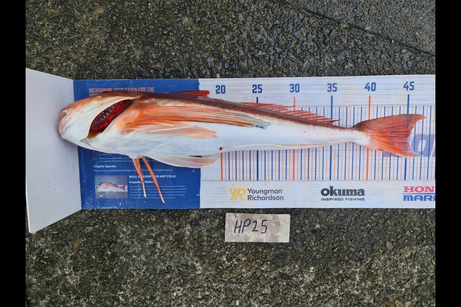 Scott Bassett caught this 45.0cm Gurnard at Wellington during The Hirepool Baitmates Fishing Comp