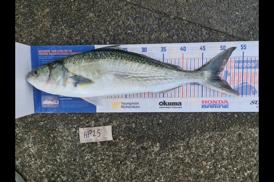 Scott Bassett caught this 48.5cm Kahawai at Wellington during The Hirepool Baitmates Fishing Comp