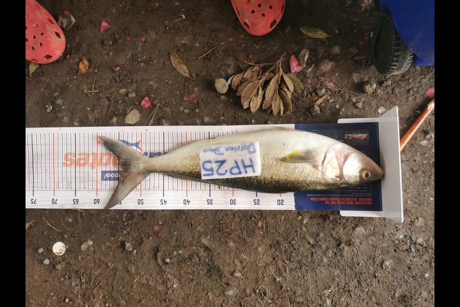 Darrien Johns caught this 53.5cm Kahawai at Auckland during The Hirepool Baitmates Fishing Comp