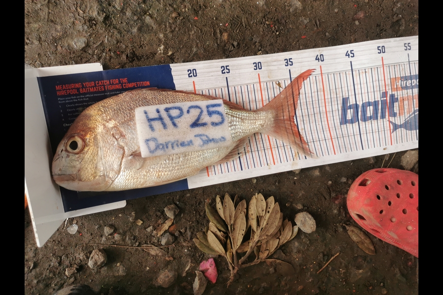Darrien Johns caught this 34.5cm Snapper at Auckland during The Hirepool Baitmates Fishing Comp