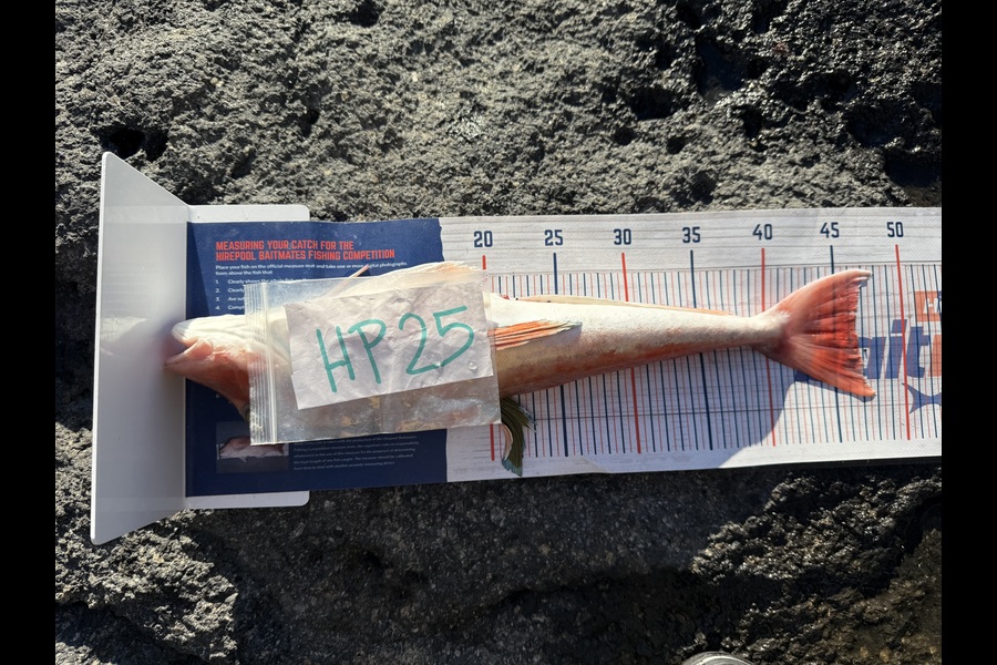 Marcquim Momo caught this 46.5cm Gurnard at Canterbury during The Hirepool Baitmates Fishing Comp