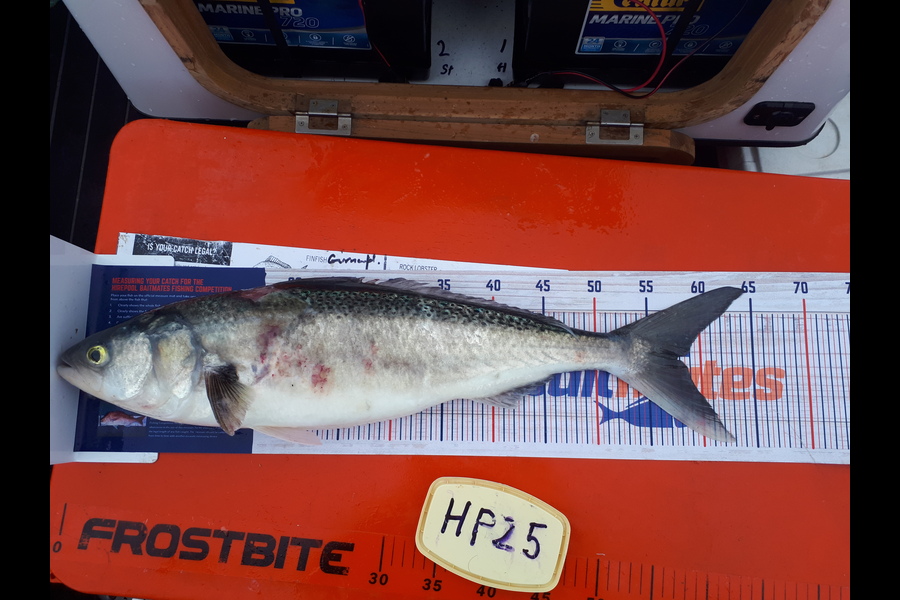 Robin Weeks caught this 57.5cm Kahawai at Hawkes Bay during The Hirepool Baitmates Fishing Comp