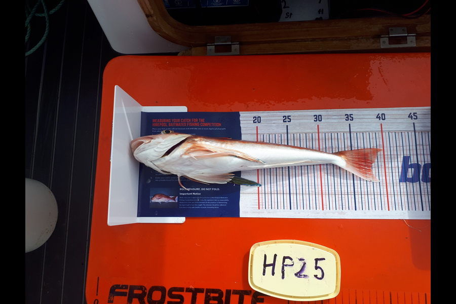 Robin Weeks caught this 38.0cm Gurnard at Hawkes Bay during The Hirepool Baitmates Fishing Comp