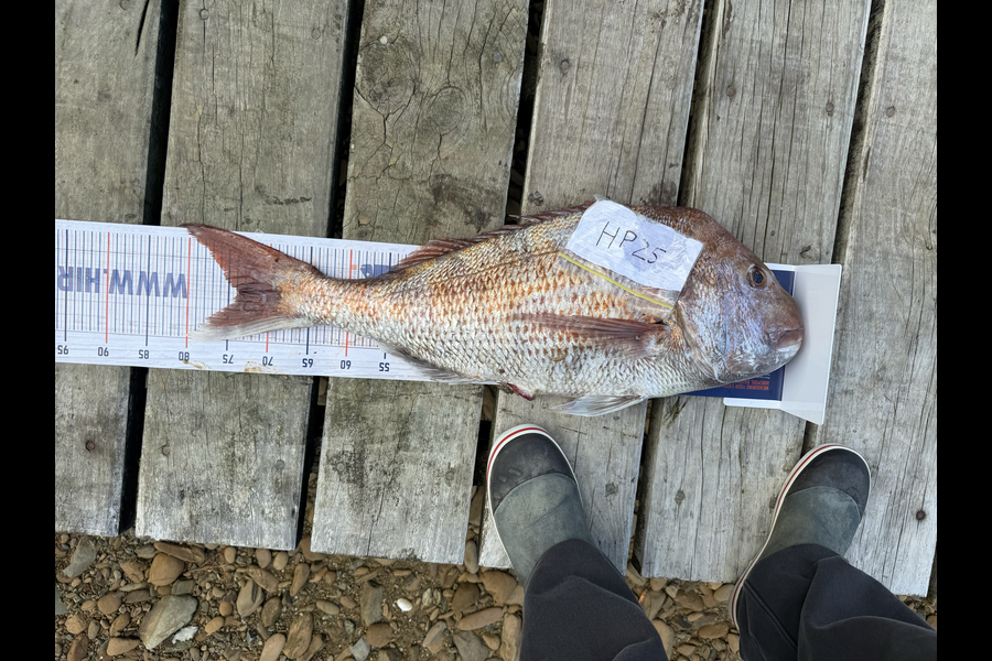 Henry Gibbs caught this 73.5cm Snapper at Nelson/Marlborough during The Hirepool Baitmates Fishing Comp