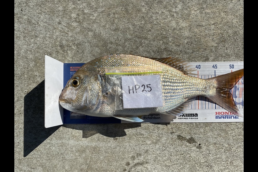 Steve Fraser caught this 49.0cm Snapper at Taranaki during The Hirepool Baitmates Fishing Comp
