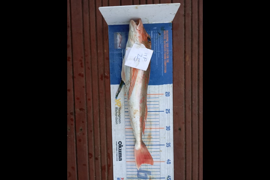 Chris La Franchie caught this 40.5cm Gurnard at Taranaki during The Hirepool Baitmates Fishing Comp
