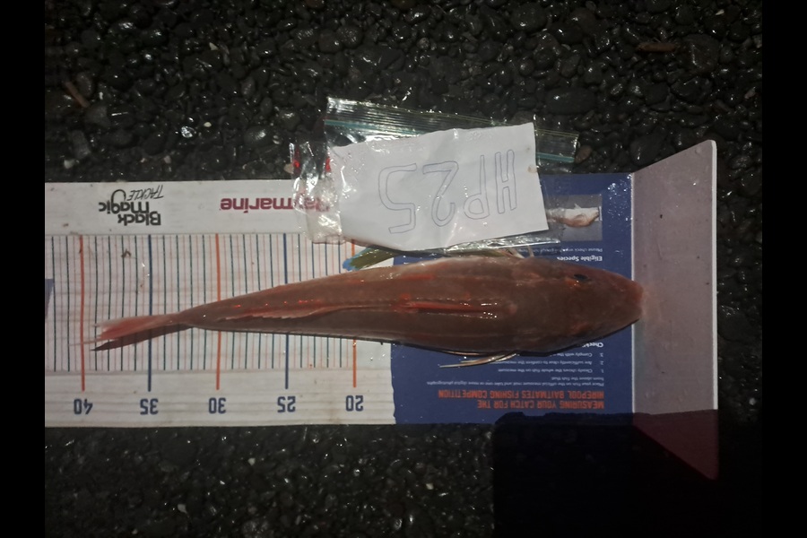 Dave Paul caught this 38.0cm Gurnard at Hawkes Bay during The Hirepool Baitmates Fishing Comp