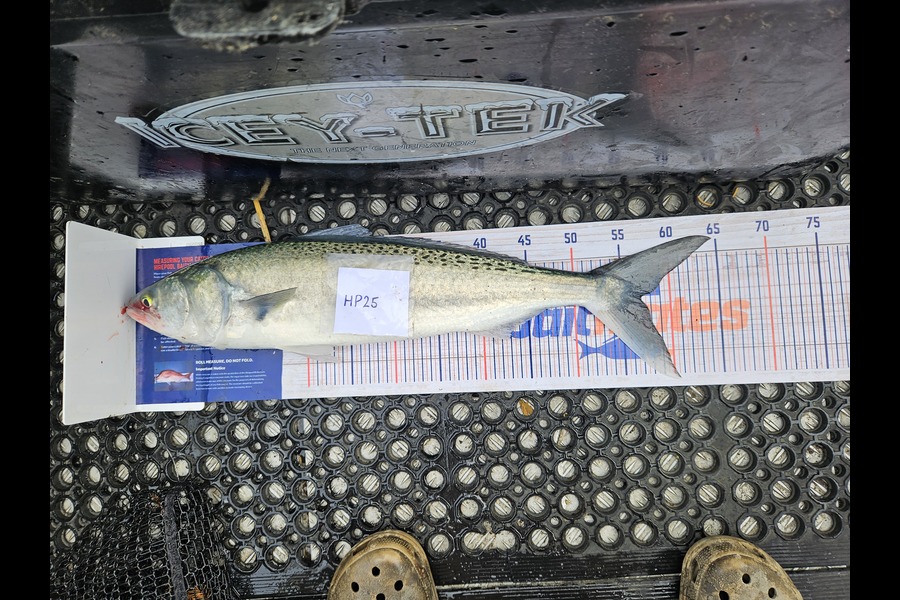 Lachie Mclean caught this 57.0cm Kahawai at Taranaki during The Hirepool Baitmates Fishing Comp