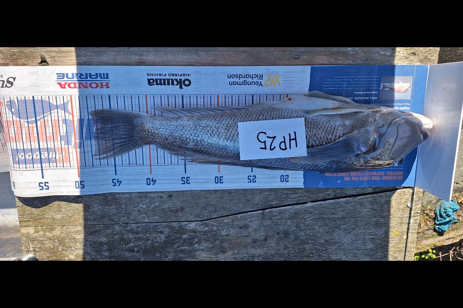 Sam Connor caught this 47.5cm Blue Cod at Otago during The Hirepool Baitmates Fishing Comp