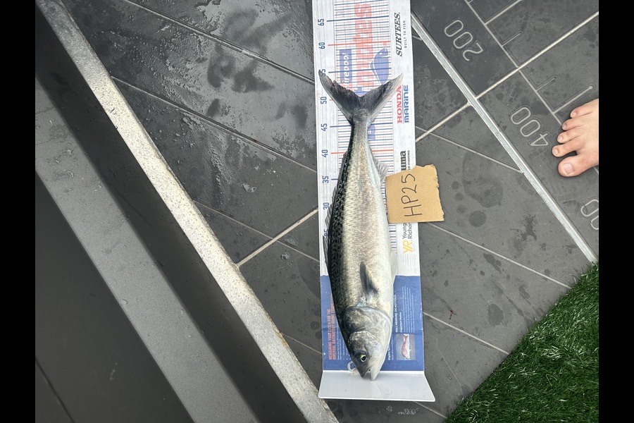Jason Anderson caught this 50.0cm Kahawai at Nelson/Marlborough during The Hirepool Baitmates Fishing Comp
