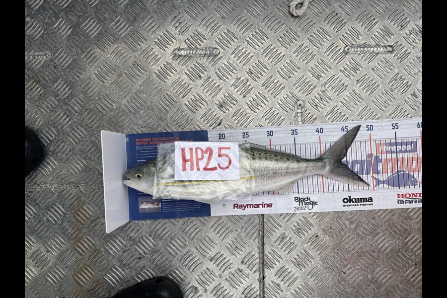 Nigel Beer  caught this 44.0cm Kahawai at Coromandel during The Hirepool Baitmates Fishing Comp