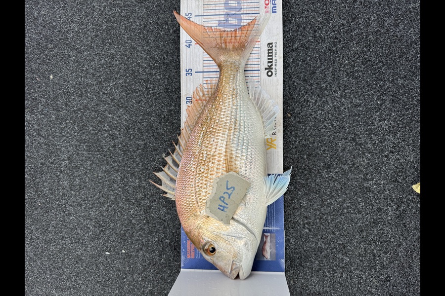 Bevan Sterling caught this 42.0cm Snapper at Northland during The Hirepool Baitmates Fishing Comp
