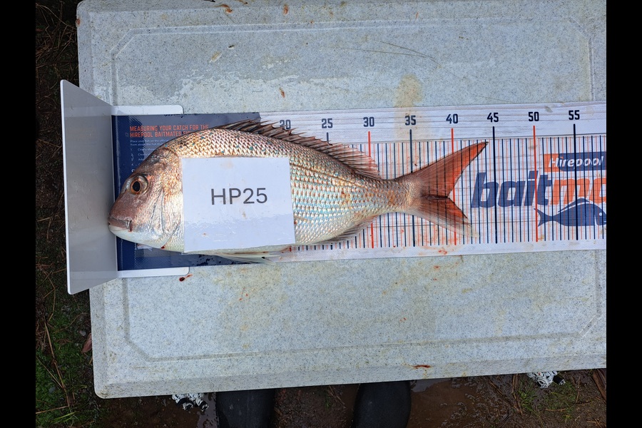 Dylan Ray caught this 39.0cm Snapper at Nelson/Marlborough during The Hirepool Baitmates Fishing Comp