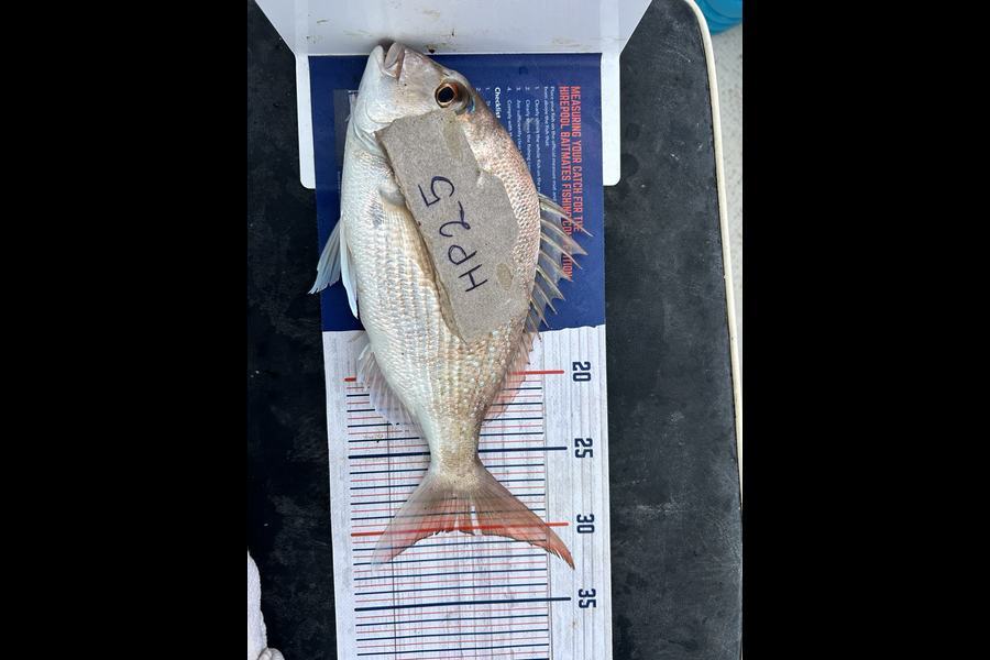 Matt Hume caught this 30.0cm Snapper at Northland during The Hirepool Baitmates Fishing Comp